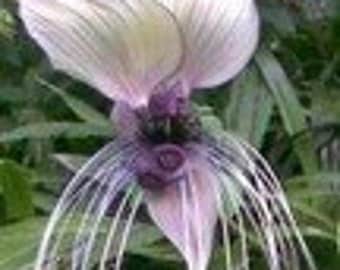 Tacca, bat flower 10 seeds/seeds-white varieties-