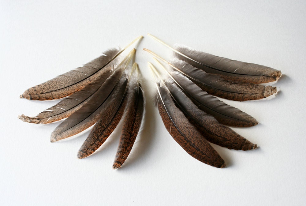 Chicken feathers Cruelty free Natural bird feathers Speckled