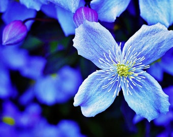 BLUE fine art print - Instant Download