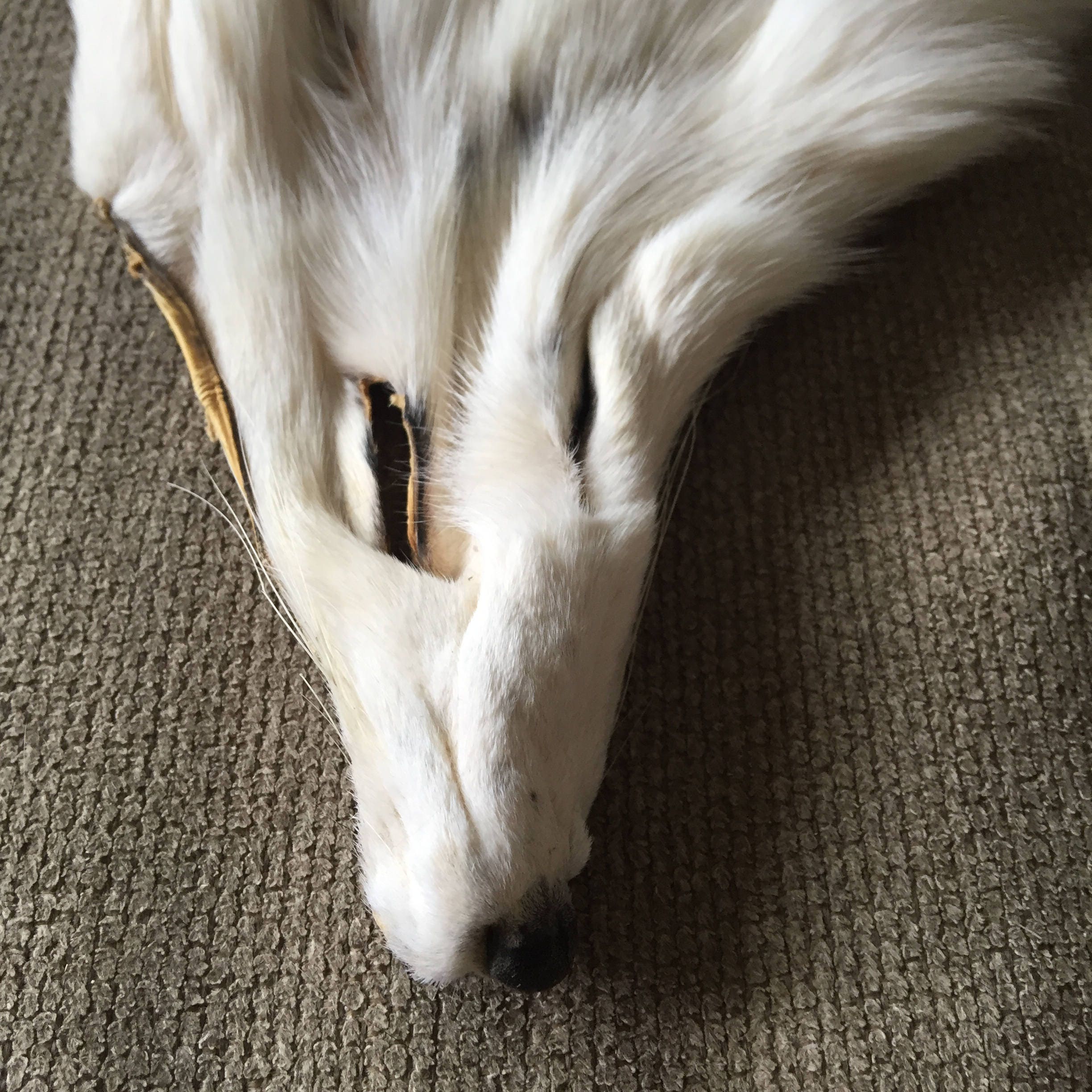 RESERVED - Marble Fox Face 1 from TheBeautifulDead on Etsy Studio