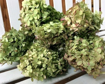 DRIED Hydrangea Flowers 6 Lovely green flowers with pink tinge flower heads on stems for Prim flowers Wedding flowers Shabby cottage floral