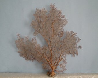 Pacifigorgia Red Sea Fan 12.5" x 13.4" Seashells Reef Coral