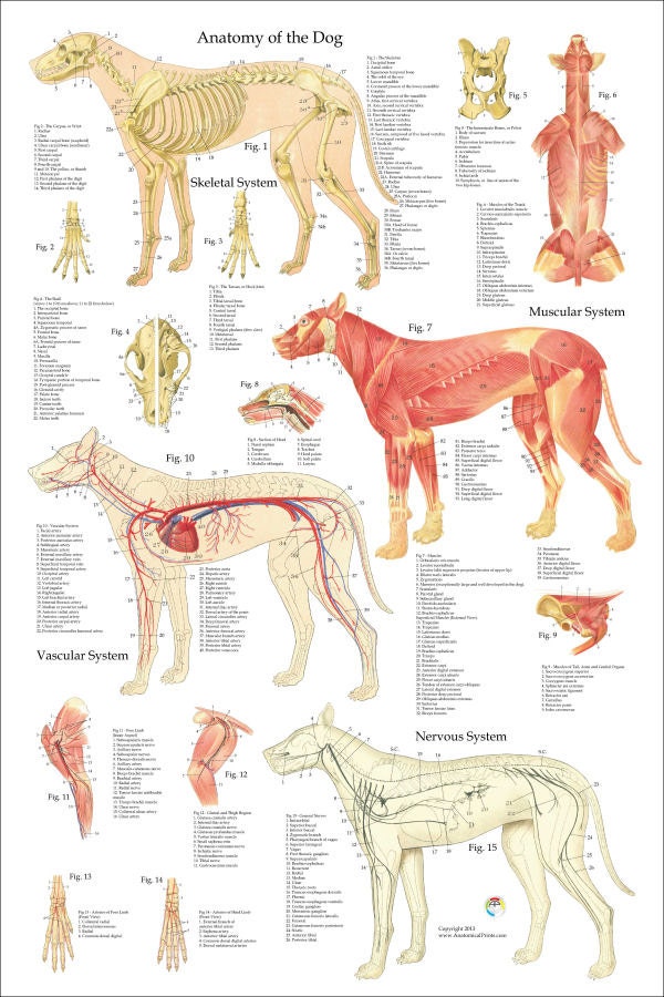 Hund Anatomie Poster 24 X 36