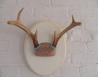 Vintage Mounted Deer Antlers - Repurposed - BoHo