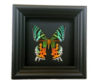 Real moth in shadowbox frame - Sunset Moth - Butterfly Framed Art, Butterfly Decor, Framed Butterfly, Real Butterfly
