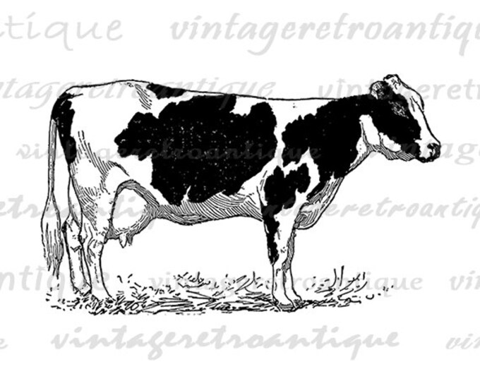 Printable Holstein Cow Digital Image Farm Animal Printable Cow Illustration Vintage Graphic Antique Clip Art Jpg Png Eps HQ 300dpi No.3104
