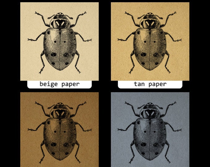 Digital Printable Ladybug Graphic Illustration Ladybug Digital Image Insect Bug Art Download Vintage Clip Art Jpg Png Eps HQ 300dpi No.3793
