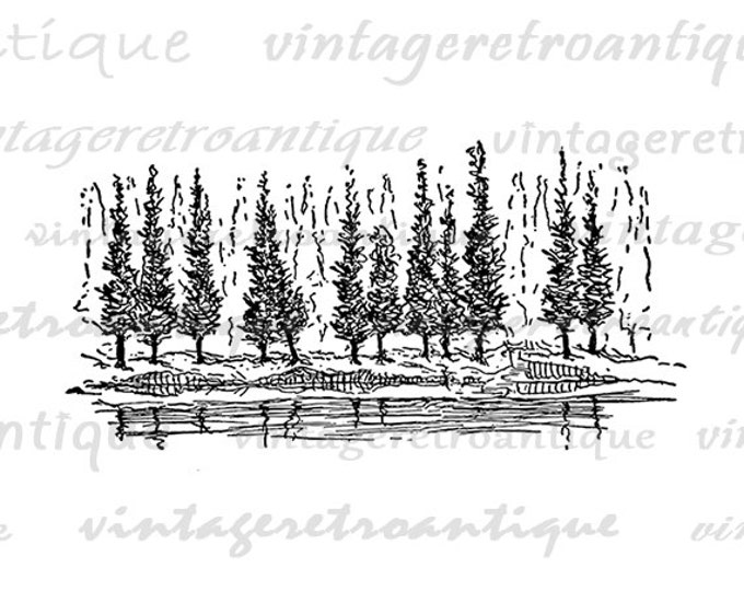 Printable Digital Pine Trees Download Antique Image Graphic Vintage Clip Art Jpg Png Eps HQ 300dpi No.830