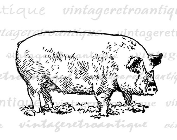 Printable Digital Pig Graphic Illustration Download Image Antique Clip Art Jpg Png Eps HQ 300dpi No.3196