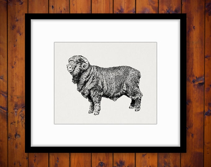 Printable Graphic Merino Ram Sheep Image Illustration Digital Download Vintage Clip Art Jpg Png Eps HQ 300dpi No.3236