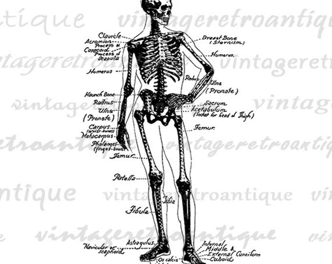 Human Skeleton Diagram Digital Printable Image Medical Anatomy Graphic Illustration Download Antique Clip Art HQ 300dpi No.3859