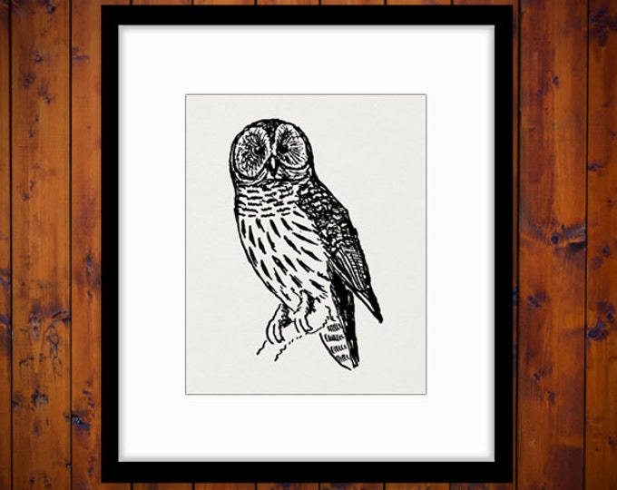 Digital Owl Graphic Image Antique Illustration Printable Bird Download T-Shirts Jpg Png Eps HQ 300dpi No.1014