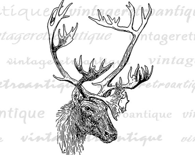 Printable Image Deer with Antlers Graphic Animal Digital Download Vintage Clip Art Jpg Png Eps HQ 300dpi No.497