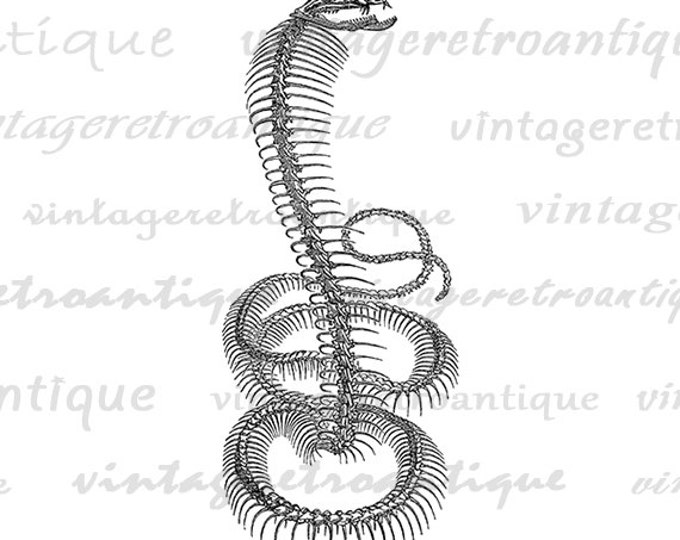 Digital Image Snake Skeleton Graphic Download Printable Illustration Vintage Clip Art Jpg Png Eps HQ 300dpi No.2226