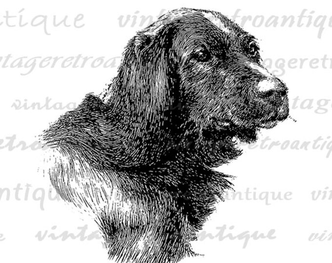 Printable Digital Irish Setter Dog Download Illustration Graphic Image Vintage Clip Art Jpg Png Eps HQ 300dpi No.3176