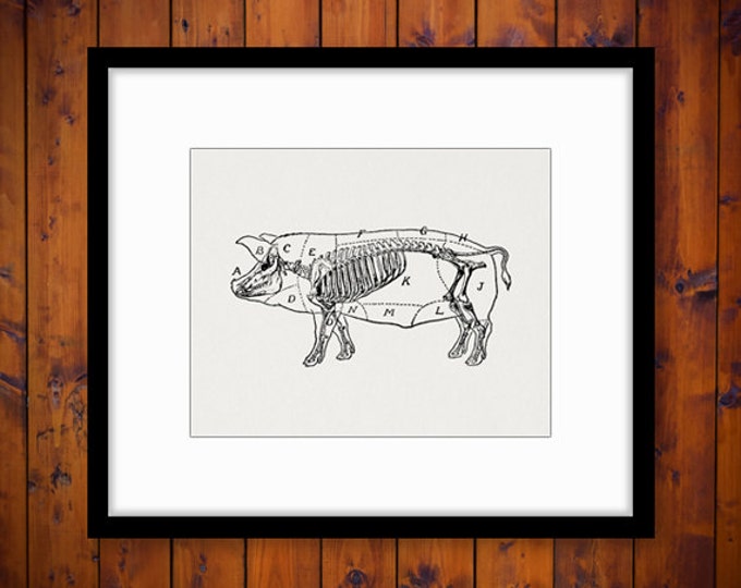 Printable Pig Diagram Graphic Image Digital Download Artwork Antique Clip Art Jpg Png Eps HQ 300dpi No.3445