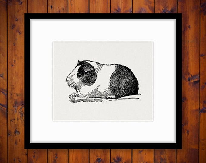 Printable Guinea Pig Image Digital Pet Download Illustration Graphic Vintage Clip Art Jpg Png Eps HQ 300dpi No.3055