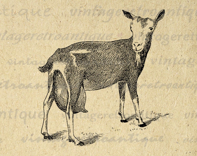 Digital Printable Little Goat Graphic Cute Farm Animal Image Download Antique Clip Art Jpg Png Eps HQ 300dpi No.519