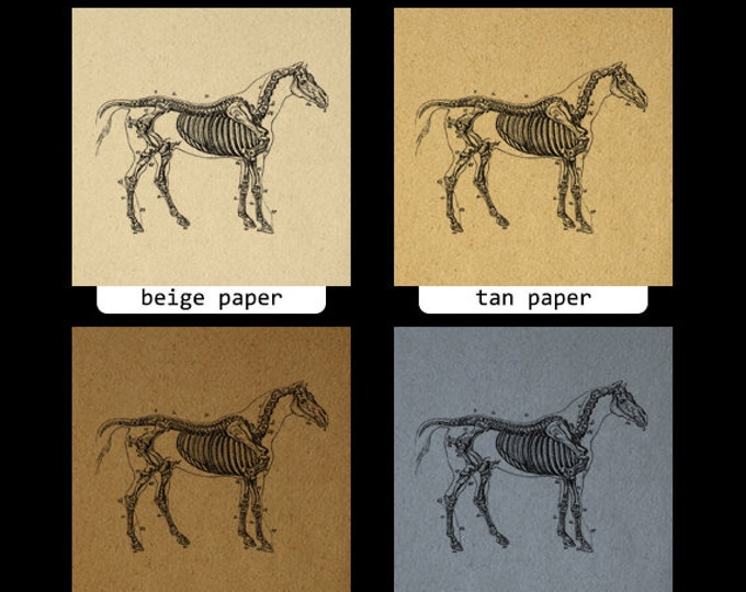 Printable Image Horse Skeleton Diagram Download Graphic Digital Illustration T-Shirts Jpg Png Eps HQ 300dpi No.2261