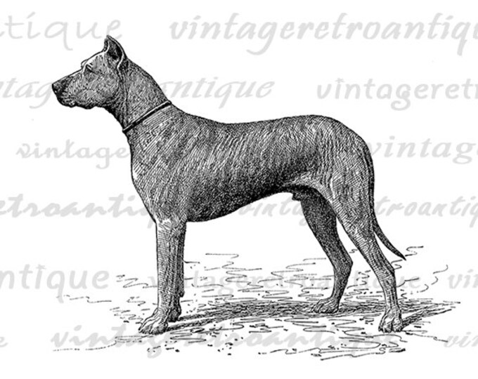 Printable Antique Dog Graphic Download Digital Image Illustration Vintage Clip Art Jpg Png Eps HQ 300dpi No.4163