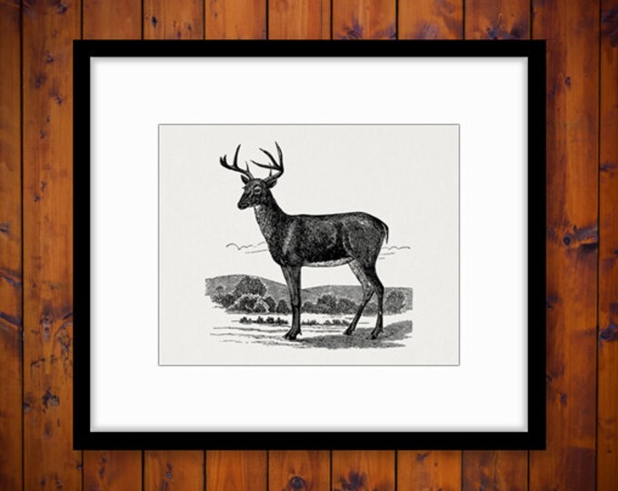 Antique Deer Graphic Digital Printable Image Deer Illustration Download Vintage Clip Art Jpg Png Eps HQ 300dpi No.2201