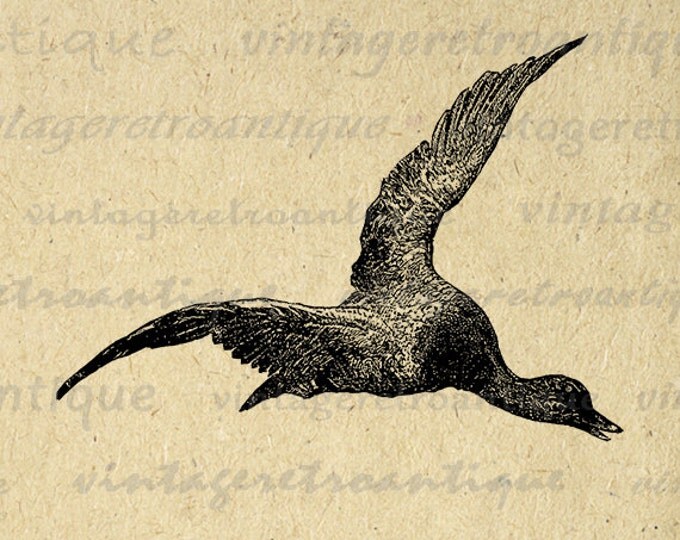 Printable Flying Duck Digital Download Bird Graphic Image Illustration Vintage Clip Art Jpg Png Eps HQ 300dpi No.4150