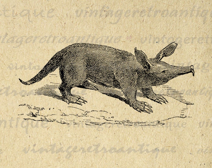 Printable Graphic Aard-Vark Image Aardvark Digital Download Vintage Clip Art Jpg Png Eps HQ 300dpi No.084