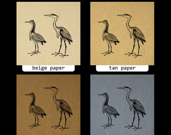 Heron and Bittern Birds Digital Image Download Bird Graphic Printable Vintage Clip Art Jpg Png Eps HQ 300dpi No.1037