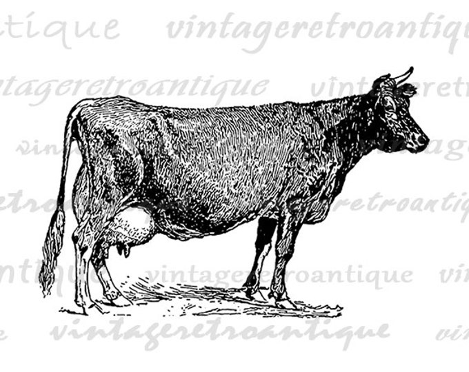 Digital Image Antique Cow Graphic Farm Animal Download Illustration Printable Vintage Clip Art Jpg Png Eps HQ 300dpi No.3138