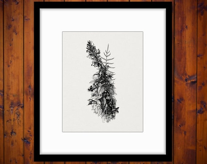 Cardinal Flower Digital Printable Download Wildflower Graphic Image Antique Clip Art for Transfers Making Prints etc HQ 300dpi No.3665