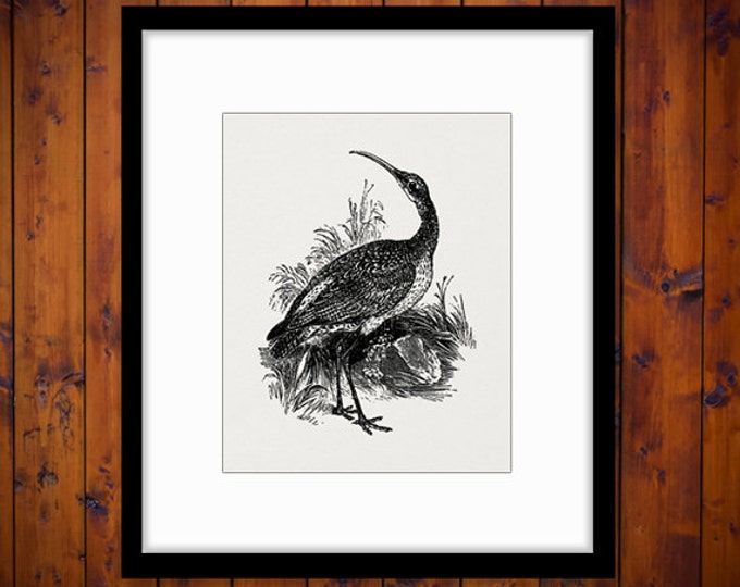 Printable Image Curlew Bird Download Graphic Illustrated Digital Antique Clip Art Jpg Png Eps HQ 300dpi No.3679