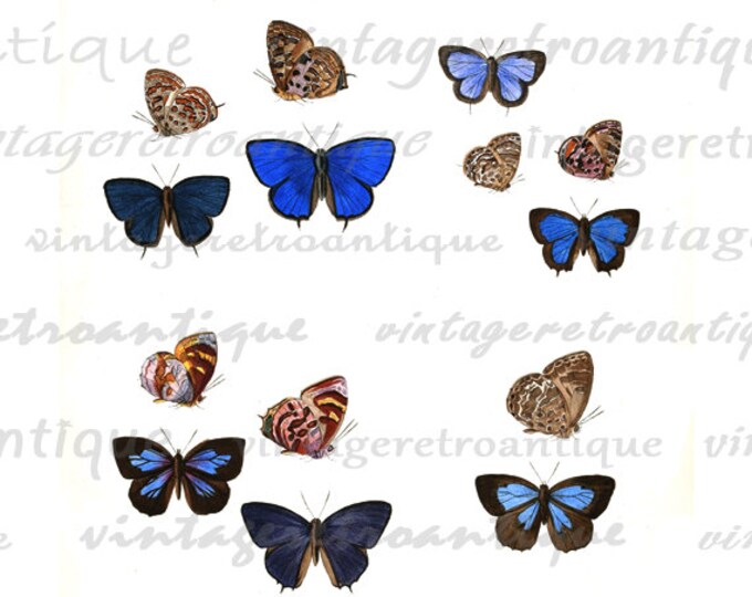 Digital Image Butterflies Collage Sheet Graphic Color Printable Download Vintage Clip Art for Transfers etc HQ 300dpi No.817