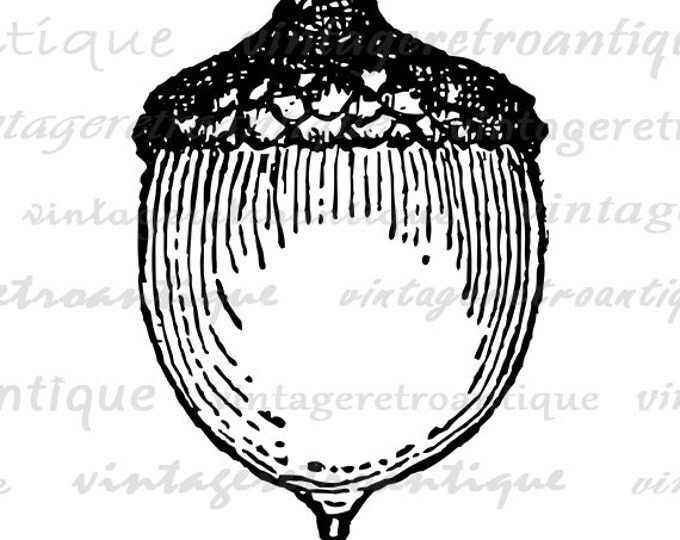 Acorn Digital Graphic Printable Acorn Download Image Illustration Antique Clip Art for Transfers Printing etc HQ 300dpi No.4652