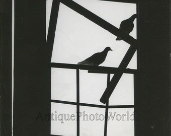 Doves in window silhouette vintage art photo by G. E. Hauver