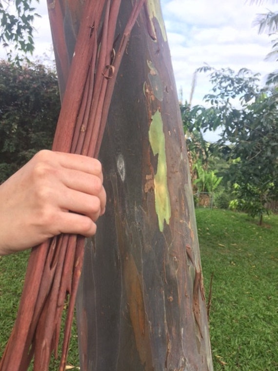 Rainbow Eucalyptus/Eucalyptus deglupta/Bonsai SEEDS/ Maui Rainbow Eucalyptus/Tree Seeds 