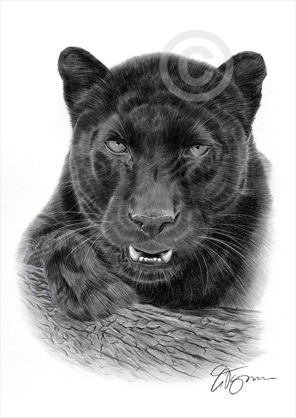 Animal Black Panthers Drawings / BLACK PANTHER â†  an animals Speedpaint