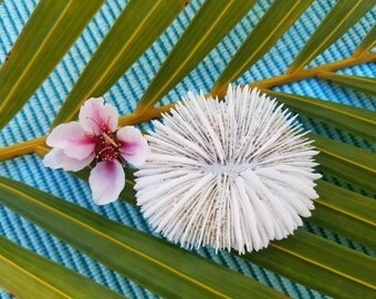 Plate Coral | Natural Bleached Coral | White Coral | Sea Decoration | Beach Decor | Bungalow Decor