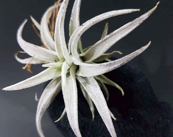 Tillandsia Harrisii Air plant