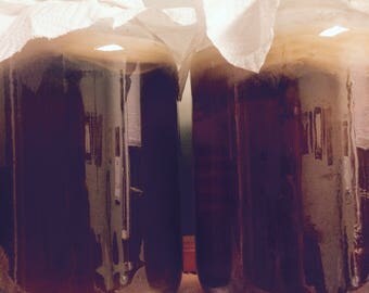 Kombucha SCOBY
