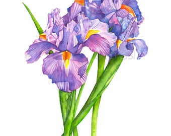 Art Print Iris Botanical Print Gift for Her Flower