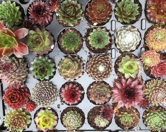 Pack Of 30 Sempervivum Succulent Plants 30 Varieties Hens & Chicks