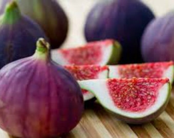 Fig Tree "Violette de Bordeaux" Price Includes Four (4) Plants