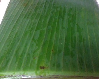 5 pounds Fresh Banana leaves - use for cooking - m139