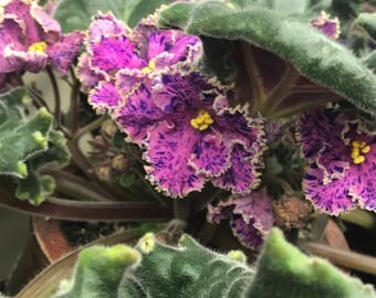 African Violet Warrior Spirit