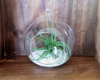 Hanging Glass Globe with Air Plant Tillandsia , Flat Bottom , Glass Terrarium Planter , Home Decor , Beach Decor