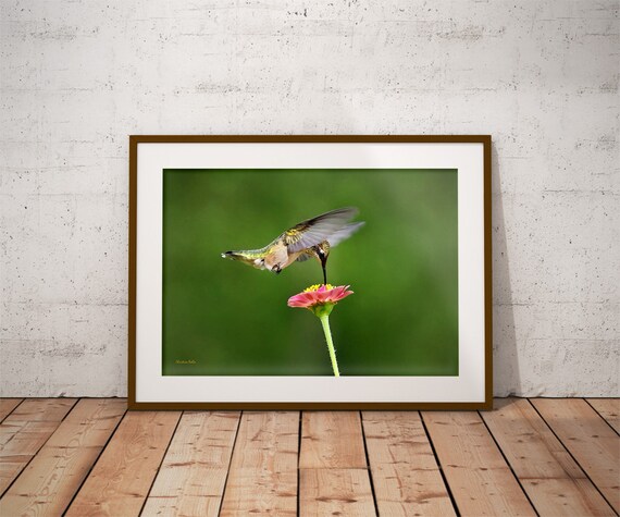Nature Photography, Hummingbird Picture, Bird Print, Bird Photography, Hummingbird Art, Wall Art, Fine Art Photography, Hummingbird Print