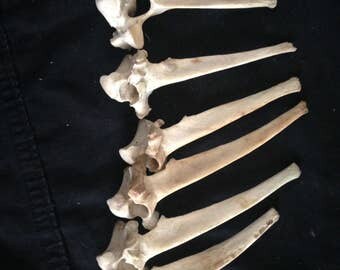 6 Thoracic Vertebra White tail Deer Cruelty Free