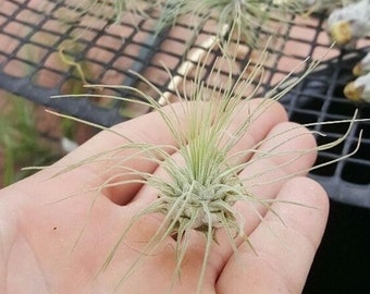 Tillandsia fuchsii v. gracilis small/medium air plant
