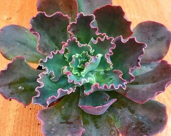 Succulent Plant - Echeveria "Pink Frills"