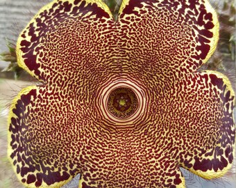 Edithcolea grandis, rare succulent, Socotra plant, stapelia, Persian Carpet Flower, succulent plant